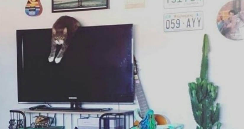 Instagram - una cuenta en la que los gatos confiesan sus crímenes y no se arrepienten