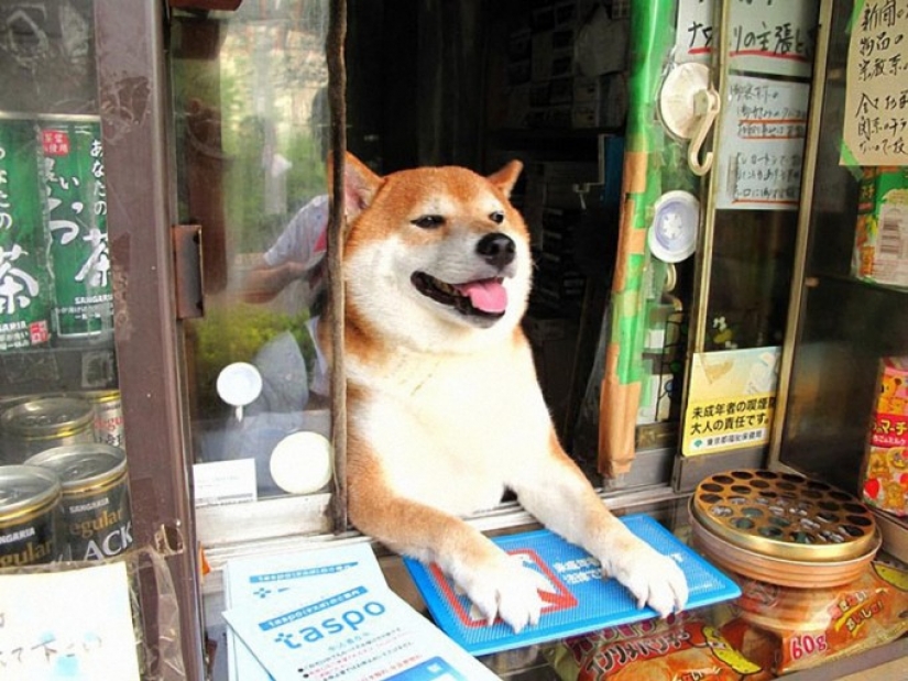 Japanese dog works as a salesman in a kiosk