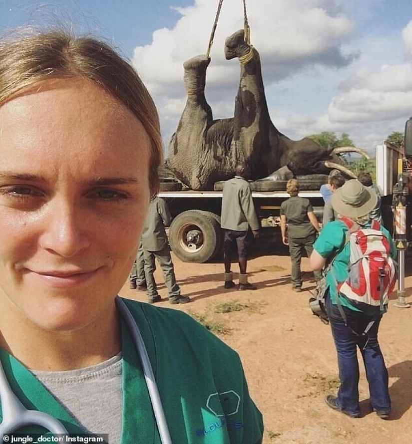 Jungle doctor rushes to the rescue: a girl veterinarian from Australia saves elephants
