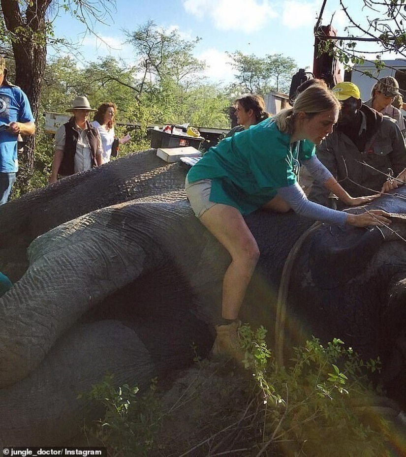 Jungle doctor rushes to the rescue: a girl veterinarian from Australia saves elephants
