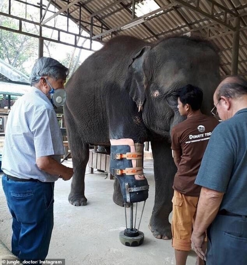 Jungle doctor se apresura al rescate: una chica veterinaria de Australia salva elefantes