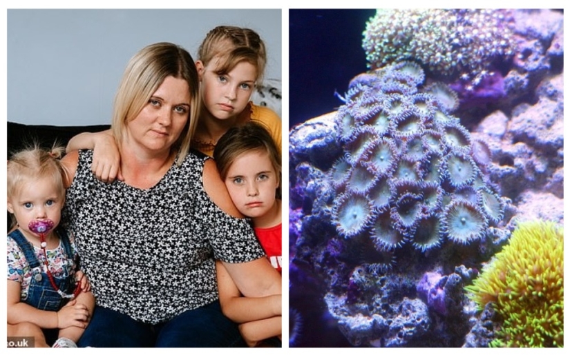 Killer Coral: Mother of four nearly died of poisoning after cleaning aquarium