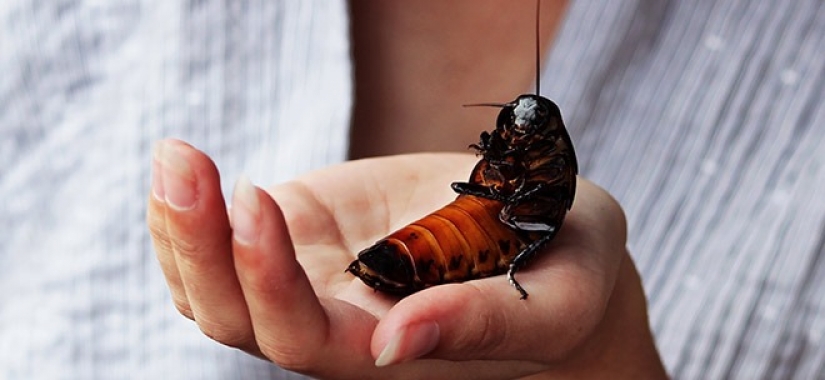 Kindness will save the world: a veterinarian from Thailand undertook to treat a cockroach that was stepped on on the road