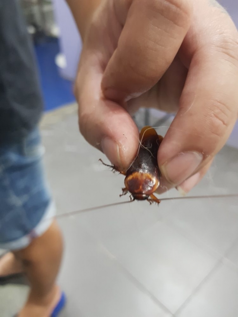 Kindness will save the world: a veterinarian from Thailand undertook to treat a cockroach that was stepped on on the road