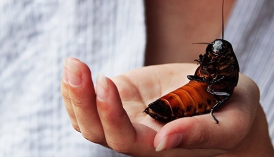 Kindness will save the world: a veterinarian from Thailand undertook to treat a cockroach that was stepped on on the road