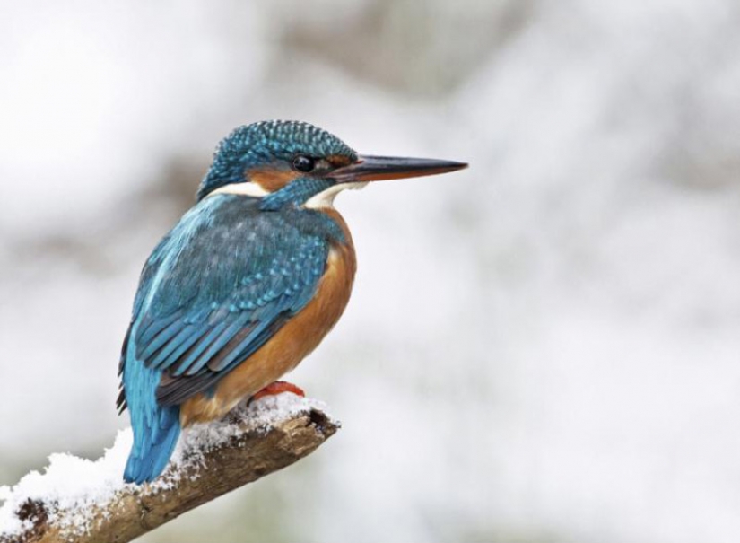 Kingfishers in photos by Melk Brown