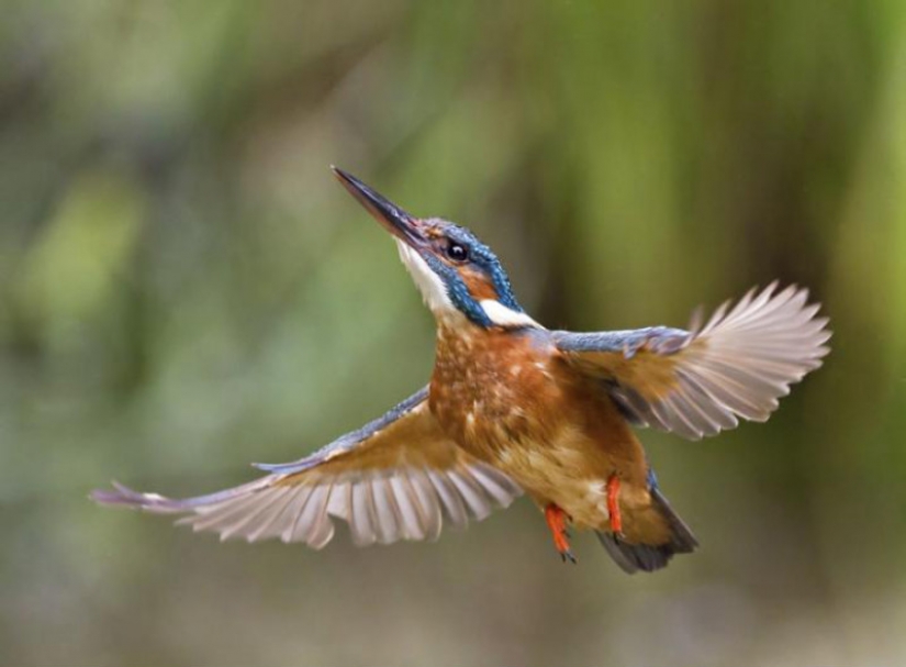 Kingfishers in photos by Melk Brown