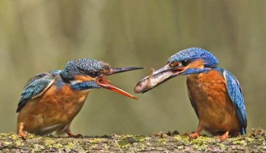 Kingfishers in photos by Melk Brown