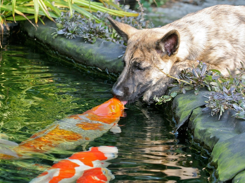 Kissing animals, proving that more than just humans can show affection