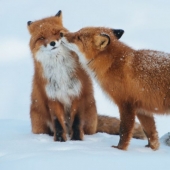 Kissing animals, proving that more than just humans can show affection