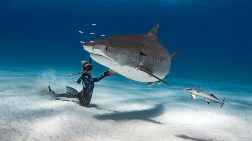 La Bella y la Bestia: cómo una valiente modelo de Hawái salva a los tiburones blancos