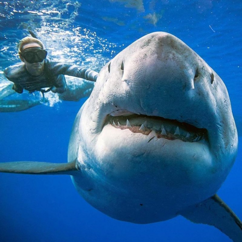 La Bella y la Bestia: cómo una valiente modelo de Hawái salva a los tiburones blancos