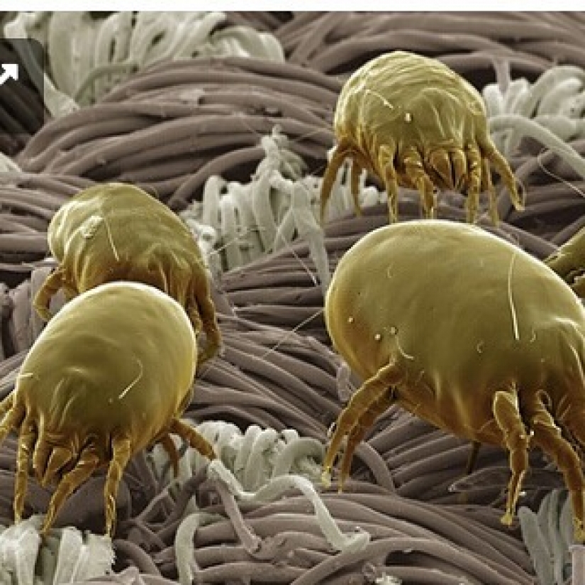 La belleza dentro de: un microbiólogo de la Ufa muestra en instagram los virus y bacterias que viven en nosotros