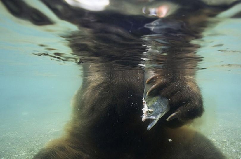 La caza del salmón del Oso pardo en el Lejano Oriente ruso