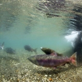 La caza del salmón del Oso pardo en el Lejano Oriente ruso
