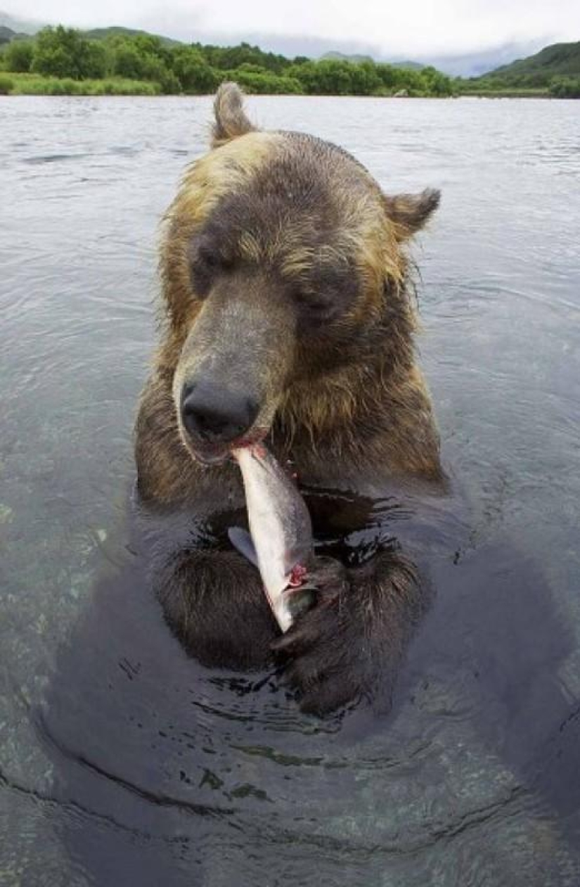 La caza del salmón del Oso pardo en el Lejano Oriente ruso