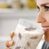 La cucaracha de la leche es el elixir de la salud