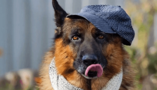 La historia de Gunther el perro, que heredó los millones de la amante, resultó ser una falsificación La historia de Gunther el perro, que heredó los millones de la amante, resultó ser una falsificación