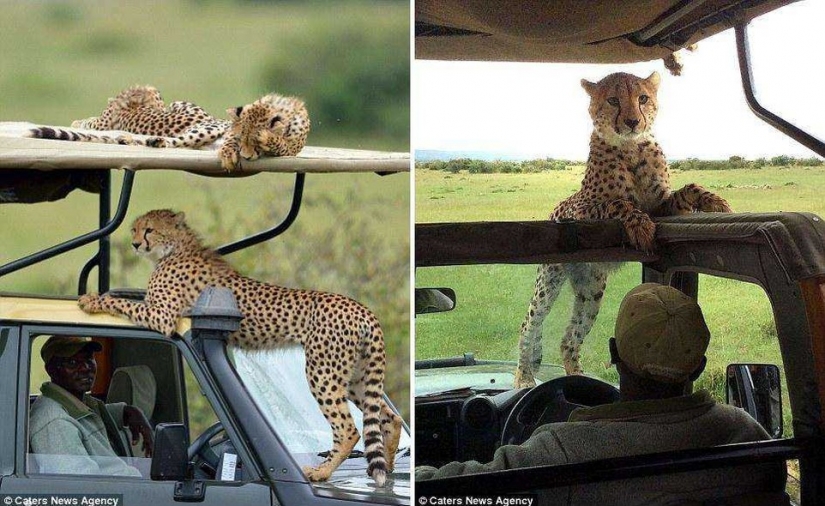 La mayoría de los momento incómodo, cuando el jeep saltó Cheetah
