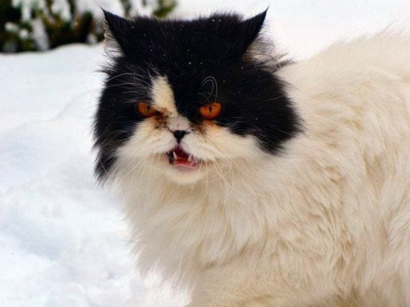 La reacción de los gatos en la primera nieve: 25 fotos que te levante el ánimo