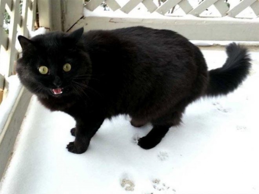 La reacción de los gatos en la primera nieve: 25 fotos que te levante el ánimo