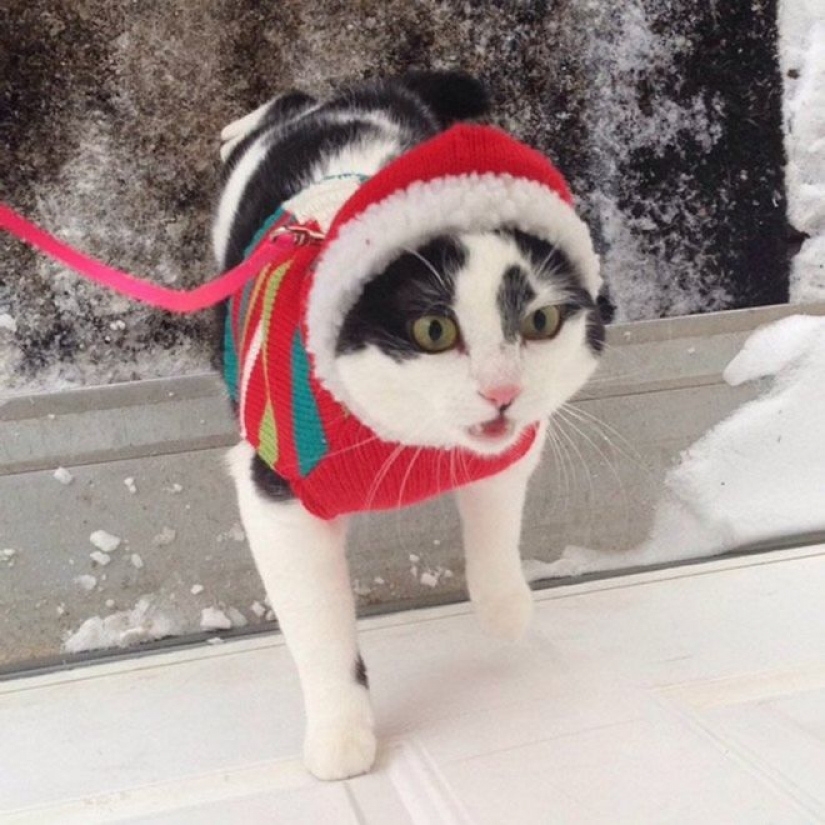 La reacción de los gatos en la primera nieve: 25 fotos que te levante el ánimo