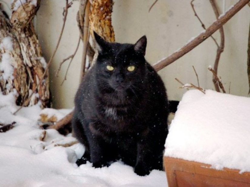 La reacción de los gatos en la primera nieve: 25 fotos que te levante el ánimo