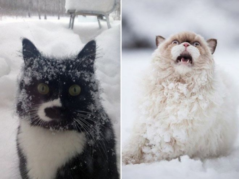 La reacción de los gatos en la primera nieve: 25 fotos que te levante el ánimo