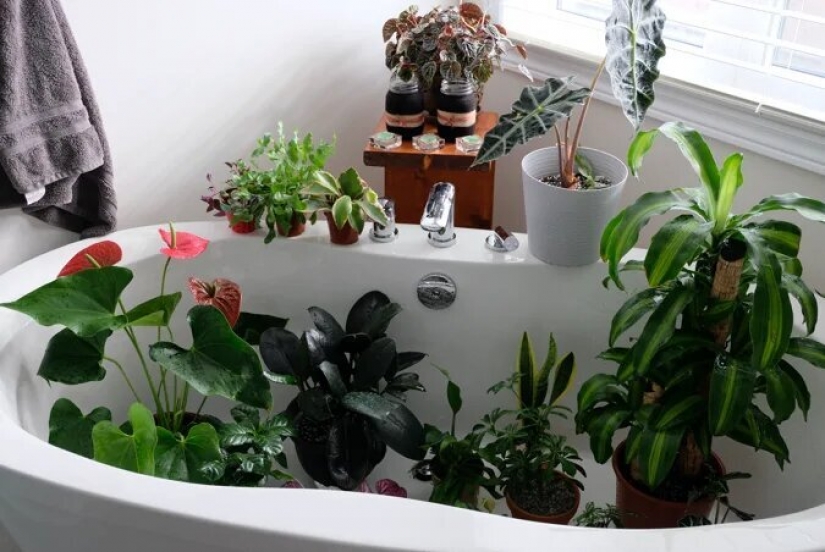 La selva está llamando: cómo vivir en un apartamento lleno de plantas de interior