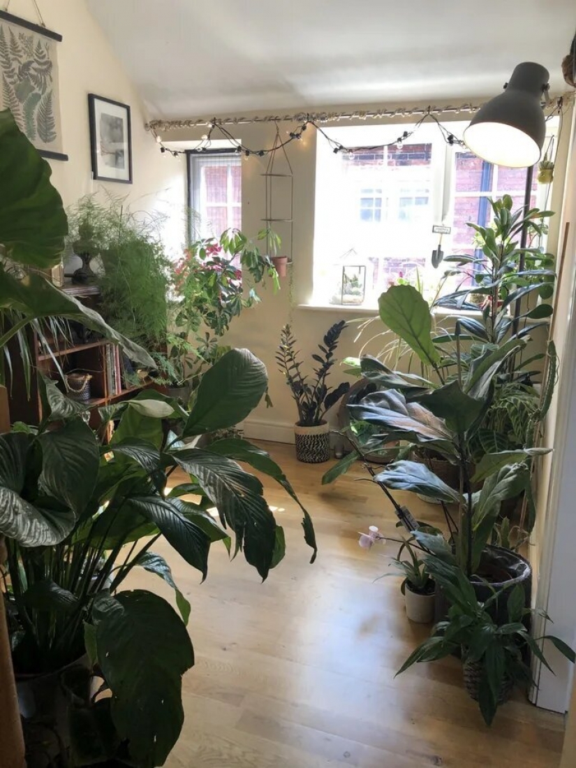 La selva está llamando: cómo vivir en un apartamento lleno de plantas de interior