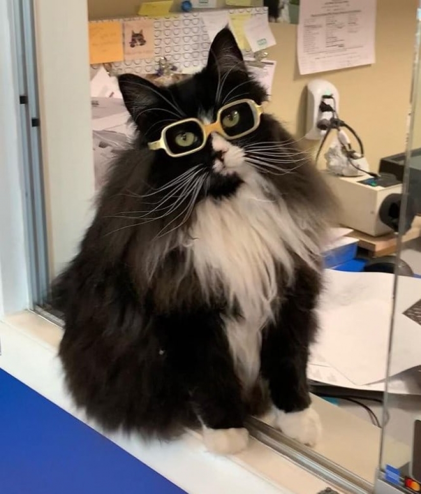La señora óptica tomó en el gato, en el cual se anuncia gafas...