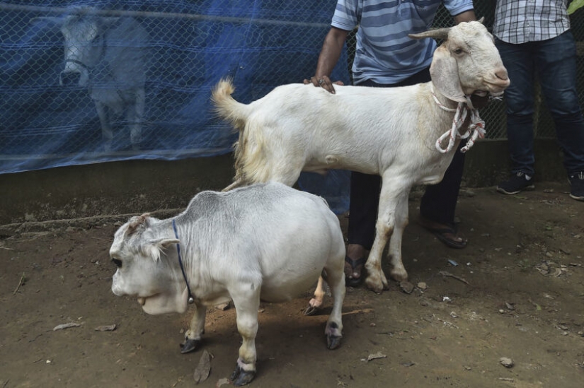 La vaca enana Rani se ha convertido en uno de los atractivos de Bangladesh