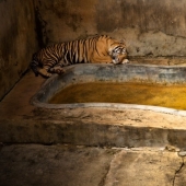 La vida real de los animales en los zoológicos.