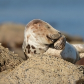 Las 22 fotos más divertidas de los ganadores de los Comedy Wildlife Photo Awards 2021