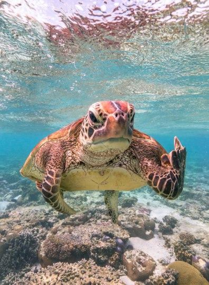 Las fotos más divertidas de animales salvajes de los finalistas de los Comedy Wildlife Photography Awards 2020