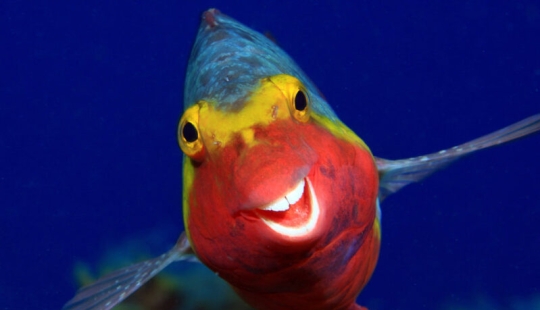 Las fotos más divertidas de animales salvajes de los finalistas de los Comedy Wildlife Photography Awards 2020