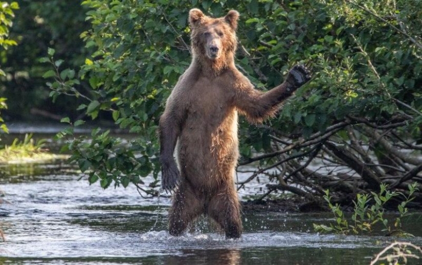 Las fotos más divertidas de animales salvajes de los finalistas de los Comedy Wildlife Photography Awards 2020