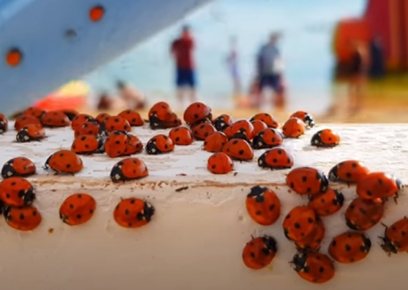 Las playas de Anapa están asediadas por hordas de mariquitas