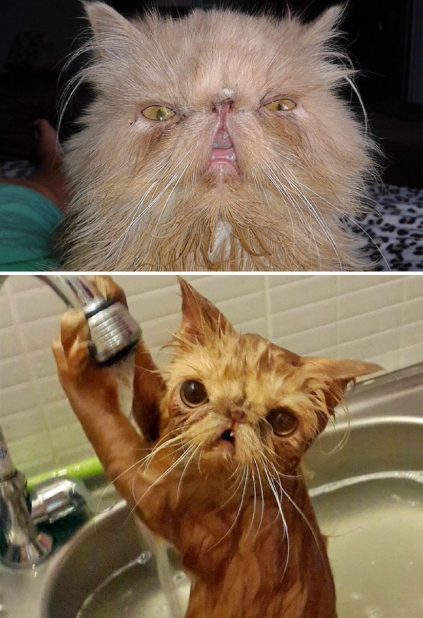 Lavados e insultados: 8 gatos que se bañaron