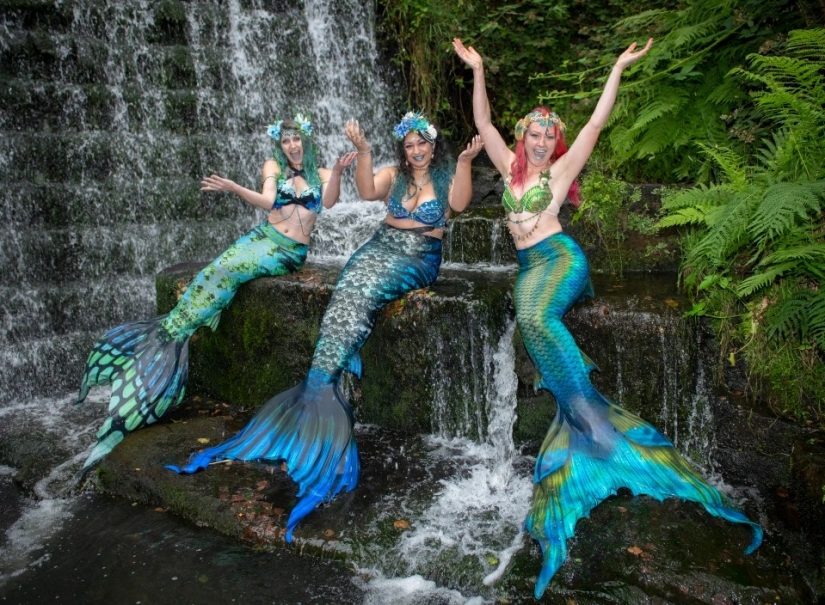 Like a fish in water: professional mermaids returned to aquariums after quarantine