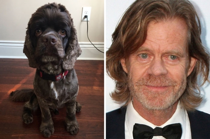 "Like two drops of water": celebrities and their four-legged counterparts