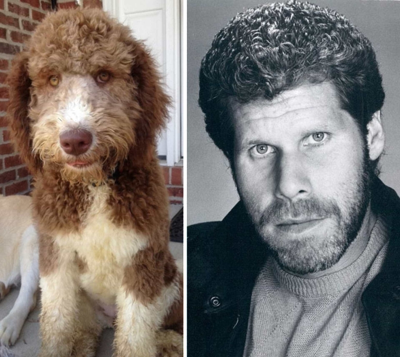"Like two drops of water": celebrities and their four-legged counterparts