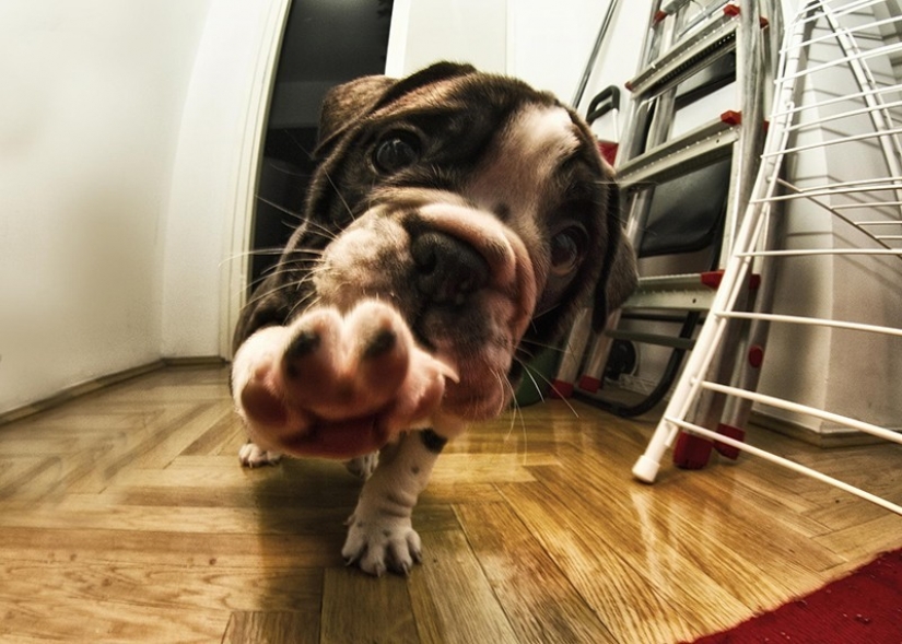 Lindos cachorros bulldog que derretirán tu corazón