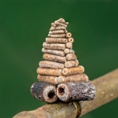 Little architects in the world of wildlife