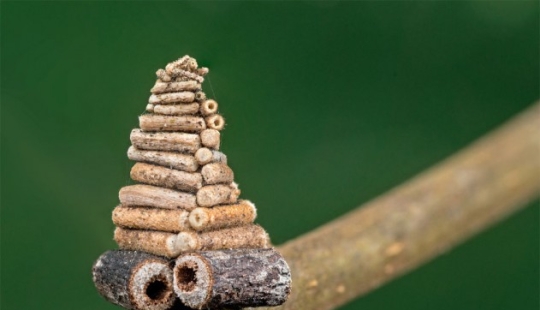 Little architects in the world of wildlife