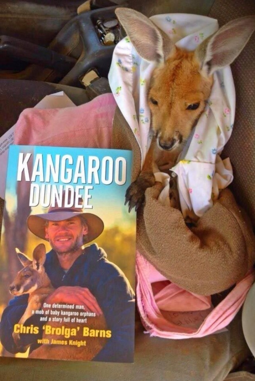 Little kangaroos are left to die in the dead mother's bag until he comes