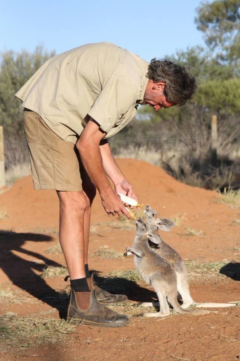 Little kangaroos are left to die in the dead mother's bag until he comes