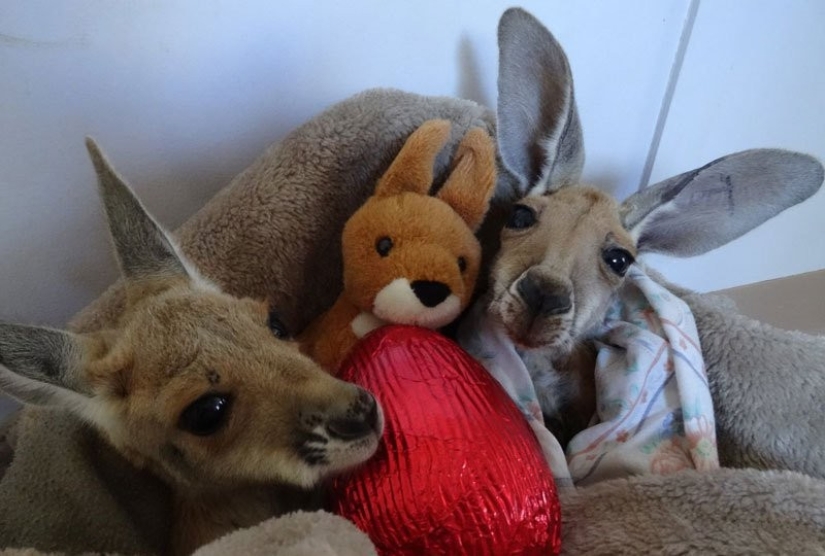 Little kangaroos are left to die in the dead mother's bag until he comes