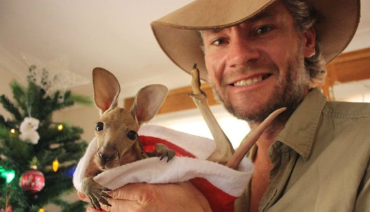 Little kangaroos are left to die in the dead mother's bag until he comes