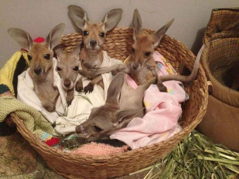 Little kangaroos are left to die in the dead mother's bag until he comes